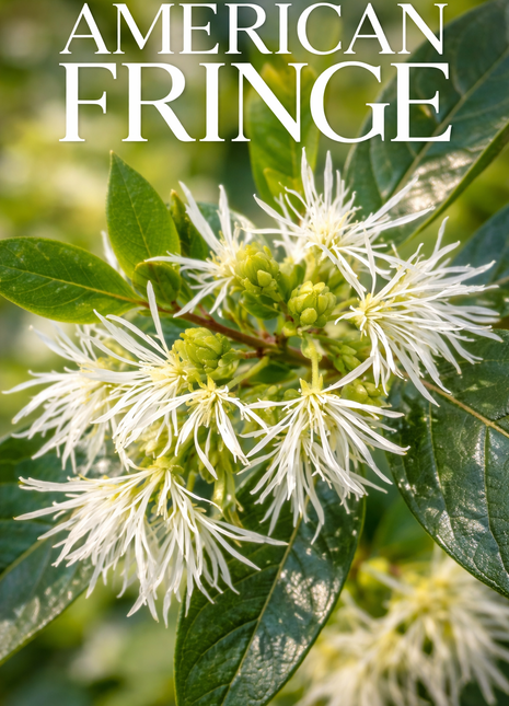 American Fringe Tree (Chionanthus Virginicus)
