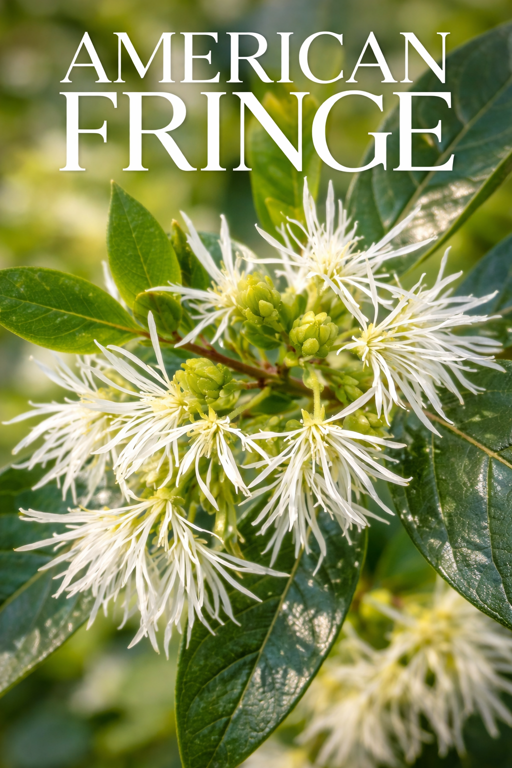 American Fringe Tree (Chionanthus Virginicus)