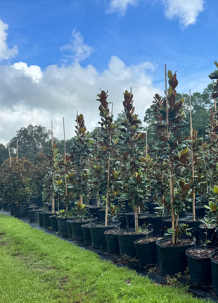 DD Blanchard Magnolia (Magnolia Grandiflora)