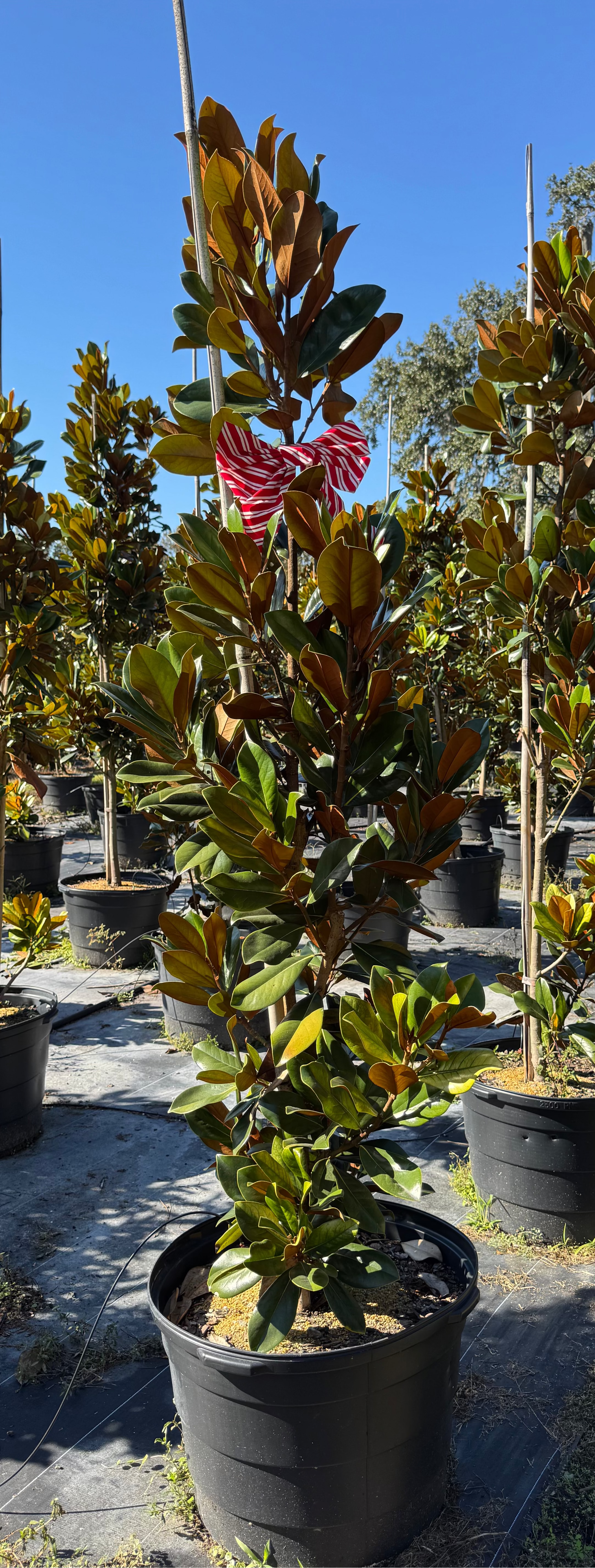 DD Blanchard Magnolia (Magnolia Grandiflora) 10-13FT