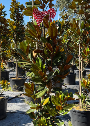 DD Blanchard Magnolia (Magnolia Grandiflora)