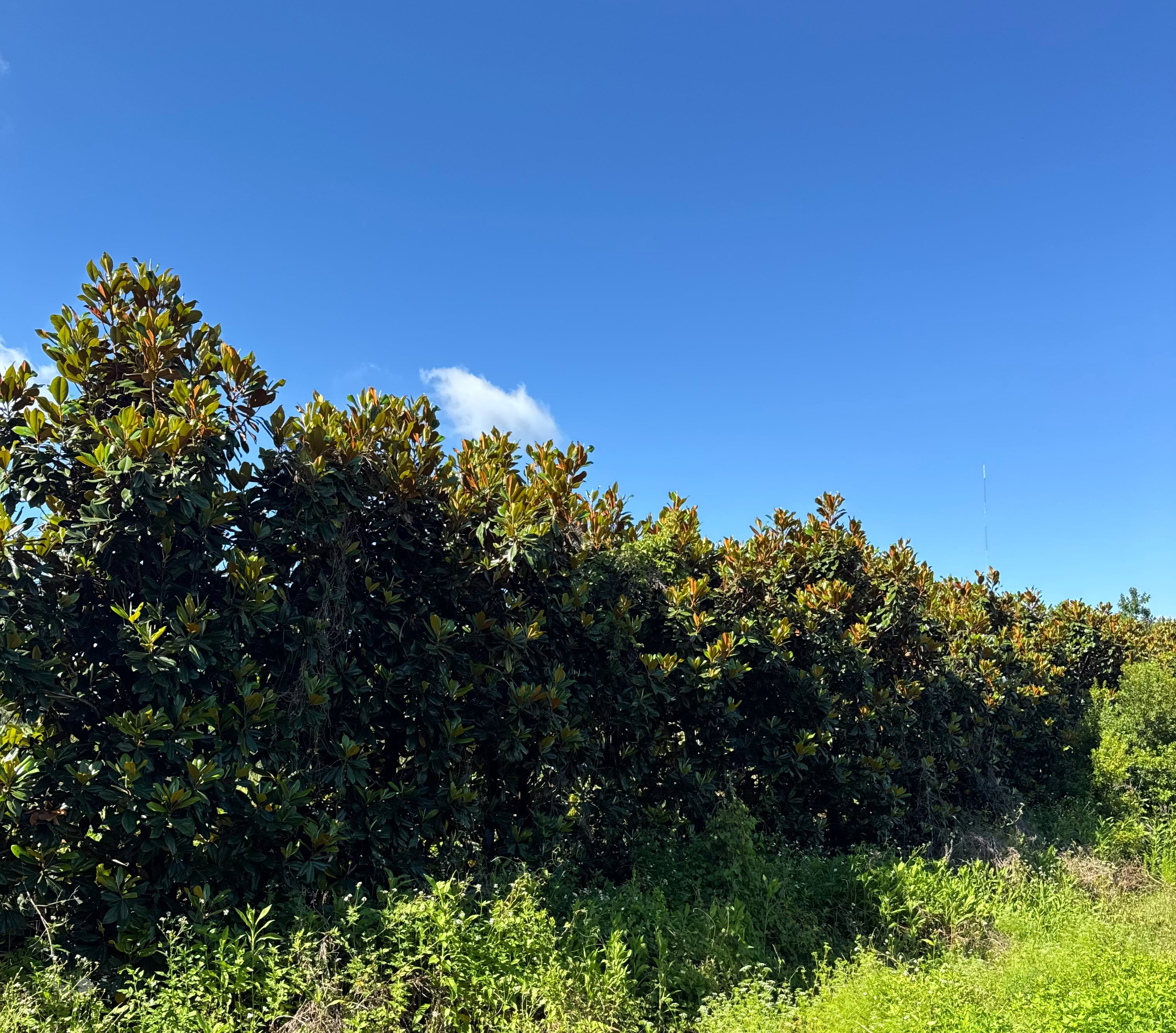 DD Blanchard Magnolia (Magnolia Grandiflora) 10-13FT