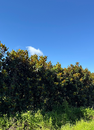 DD Blanchard Magnolia (Magnolia Grandiflora)