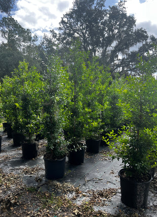 Dahoon Holly (Ilex Cassine)