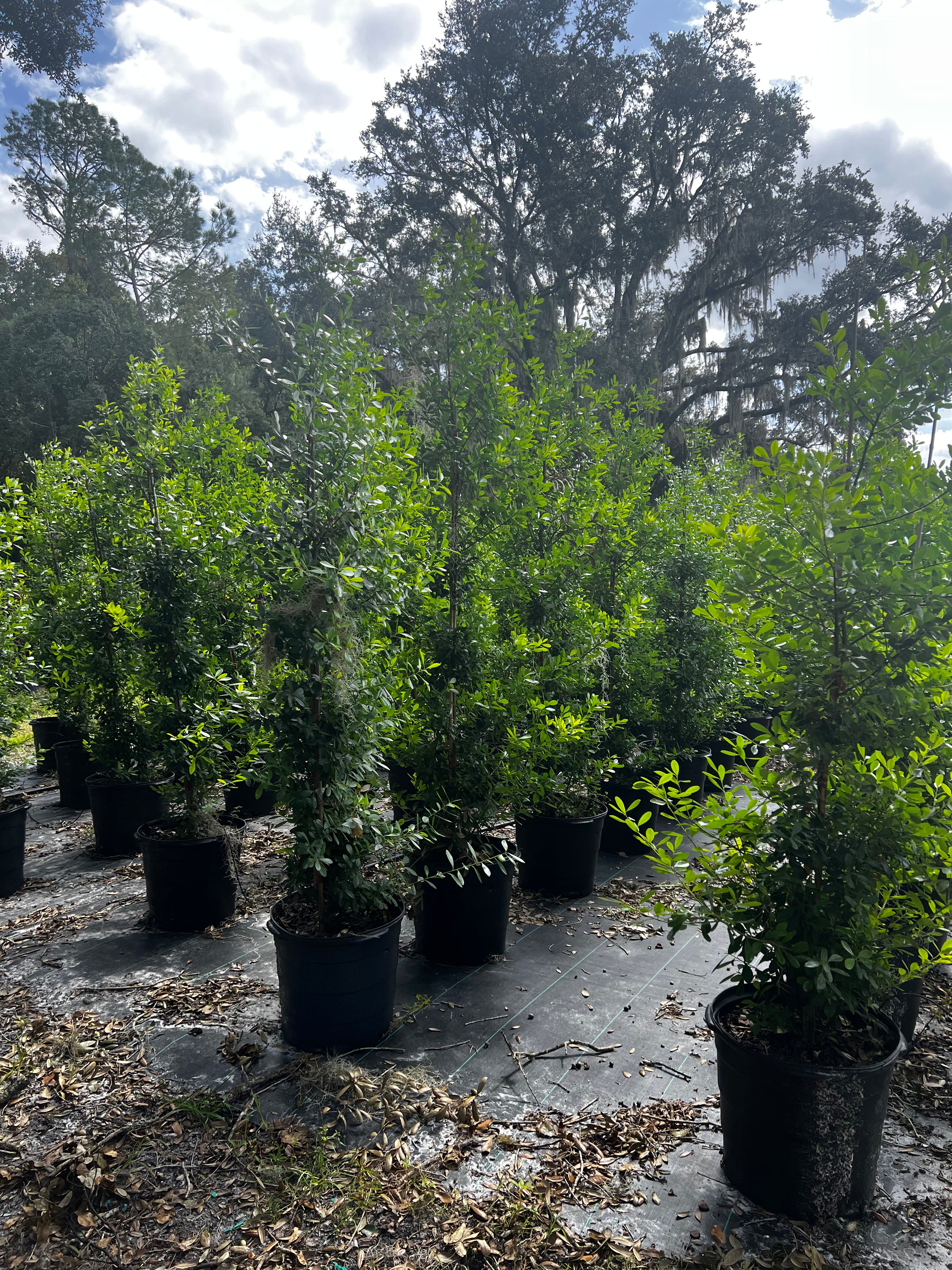 SUPER SALE Dahoon Holly (Ilex Cassine) 6-9FT