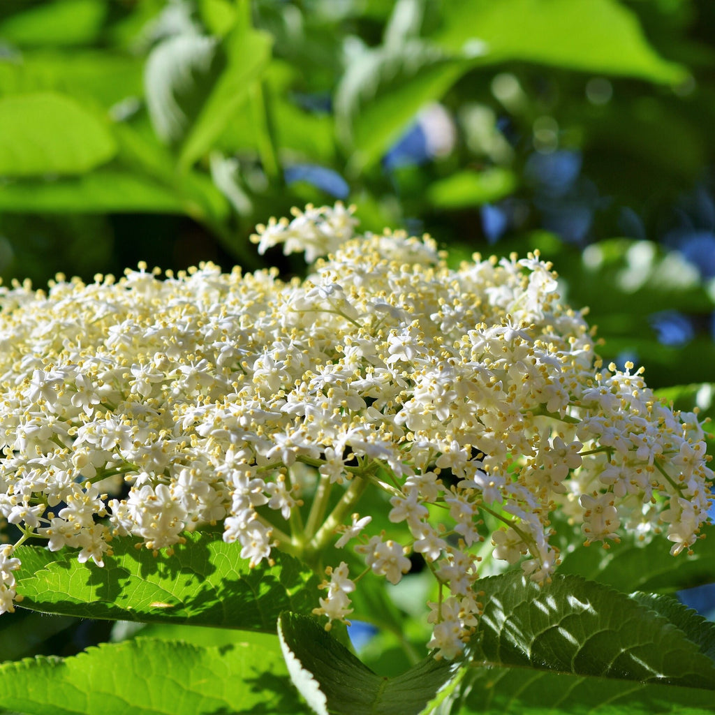 Florida Native Elderberry (Sambucus Nigra) 1 & 3 Gallon