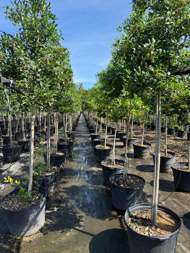 <h2>Eagleston Holly</h2>