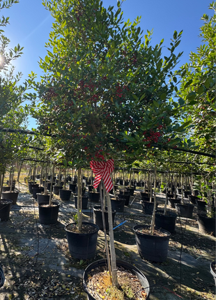 Row of potted trees with a clear blue sky in the background