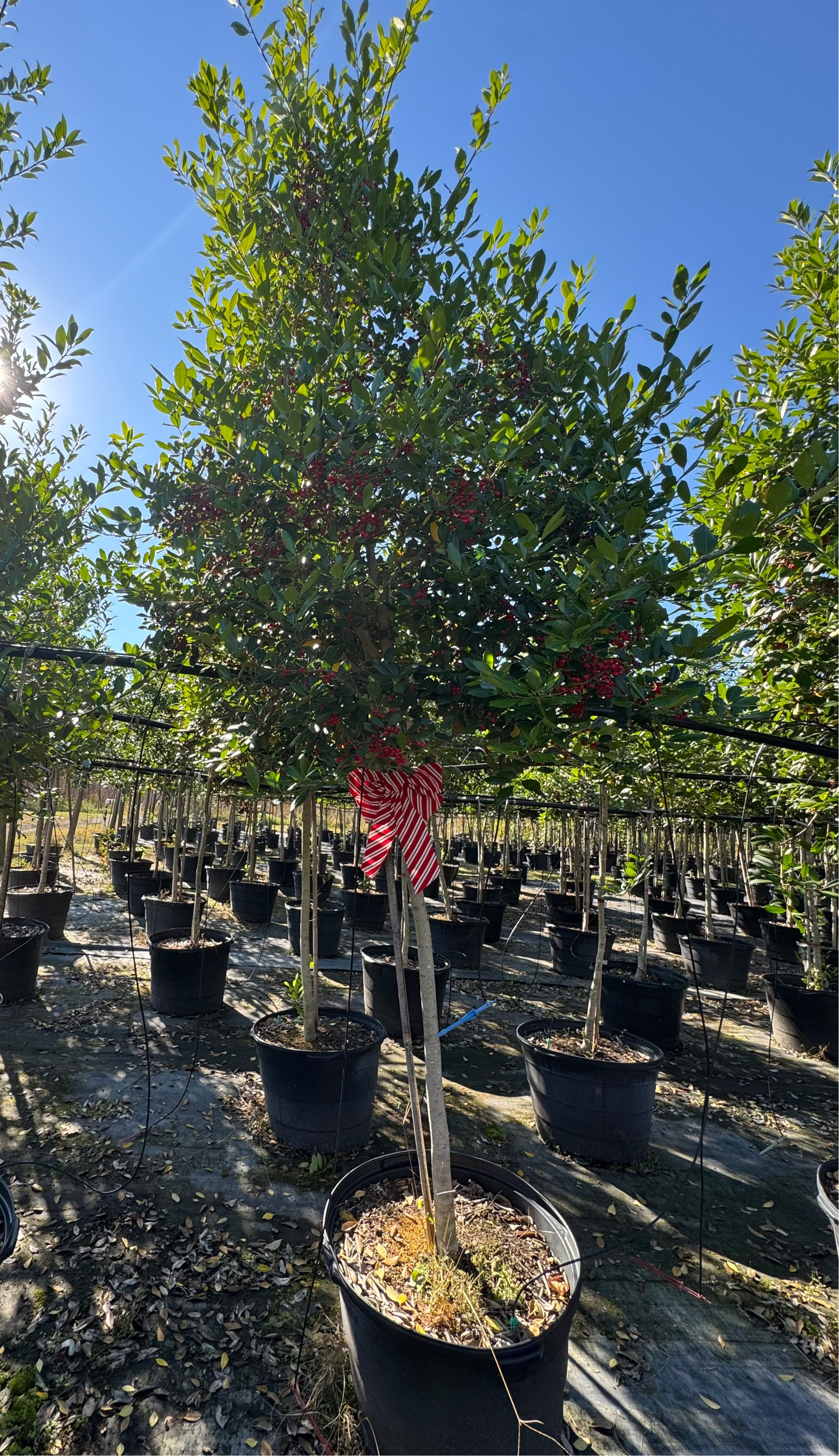 Eagleston Holly (Ilex X Attenuata)