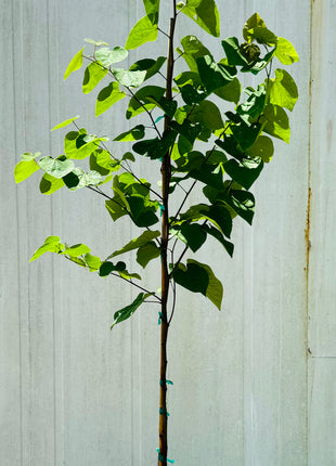 Eastern Redbud (Cercis Canadensis)