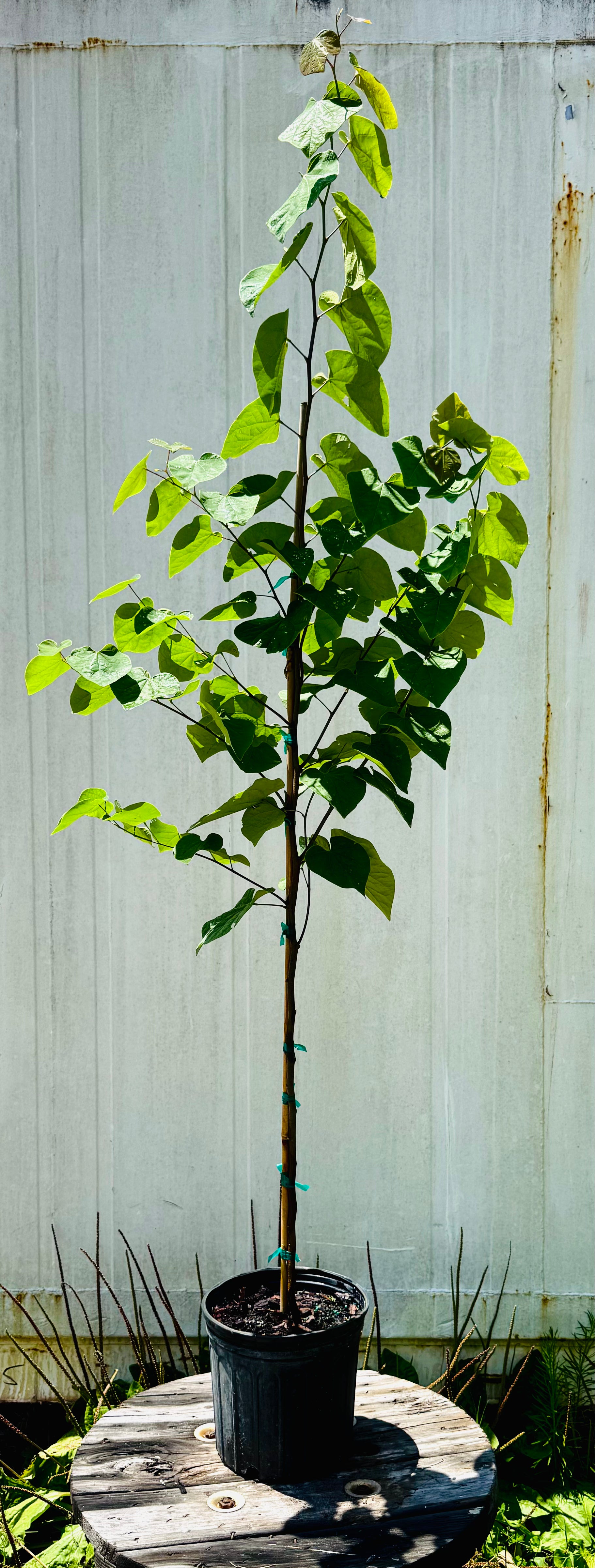 Eastern Redbud (Cercis Canadensis)