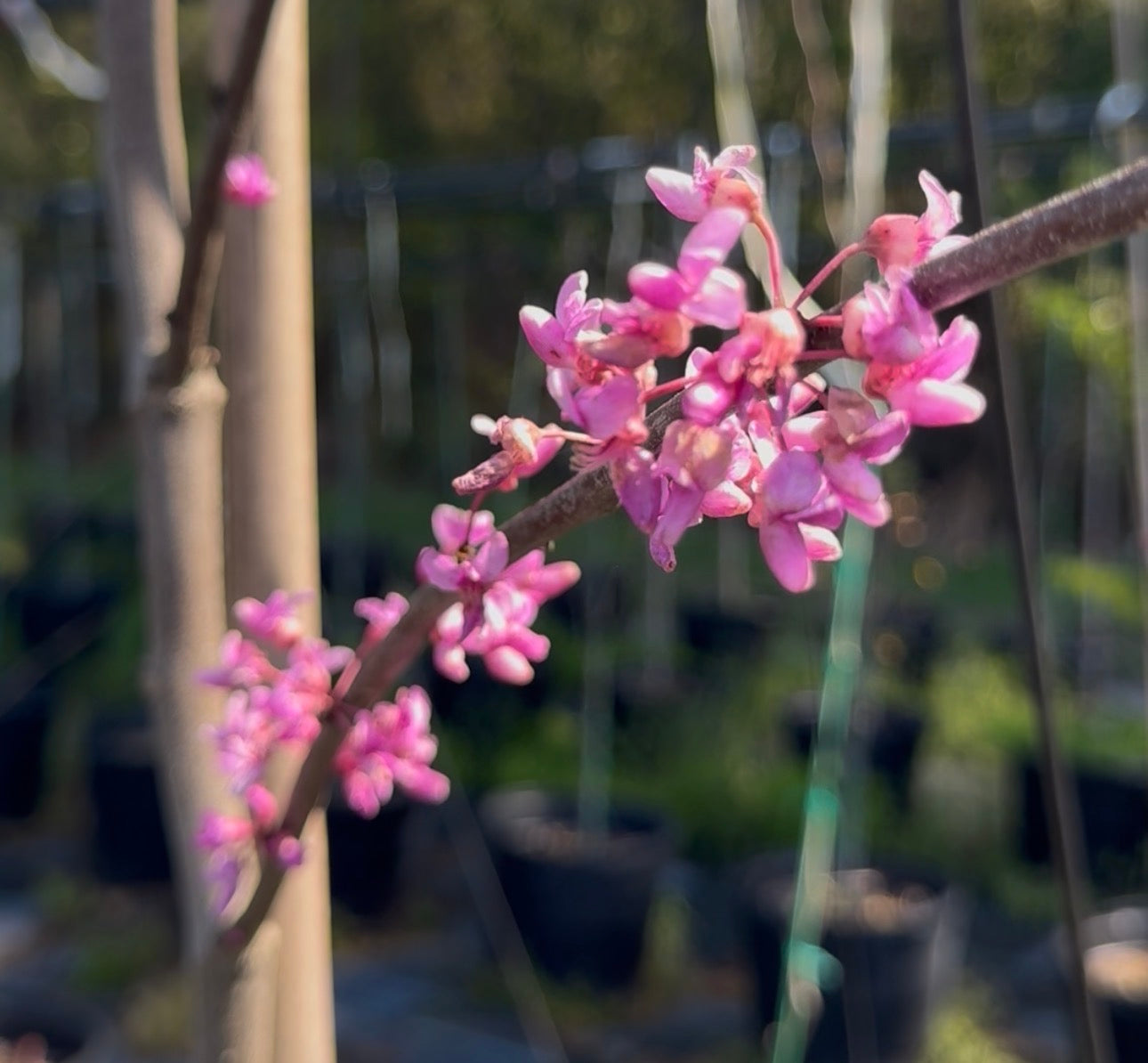 Eastern redbud flowing well tree farm