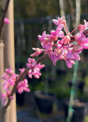 Eastern Redbud (Cercis Canadensis)