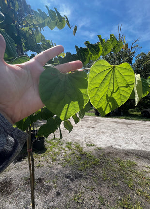 Eastern Redbud (Cercis Canadensis)