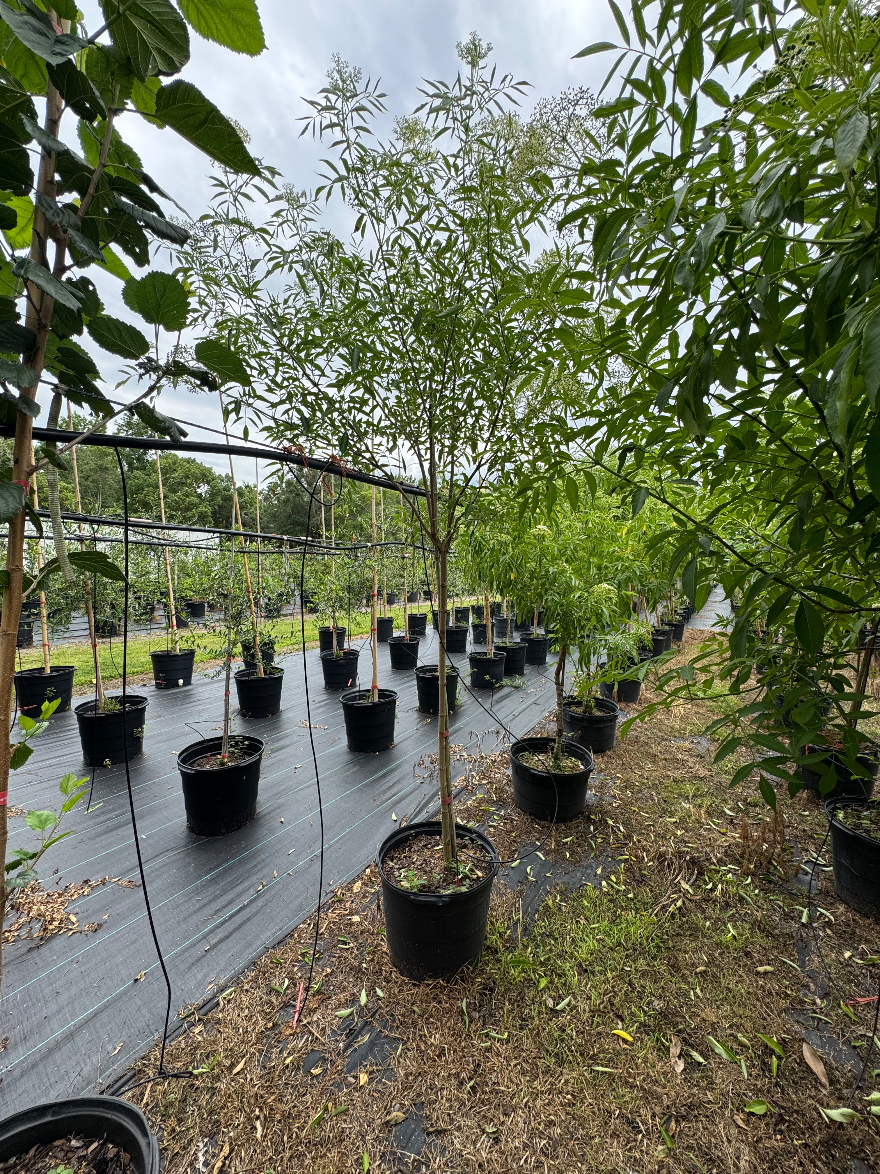 Native Elderberry Topiary (Sambucus Nigra) 7-10FT