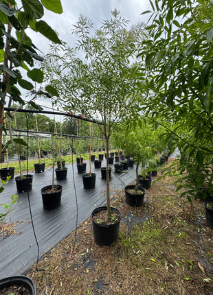 Native Elderberry (Sambucus Nigra)