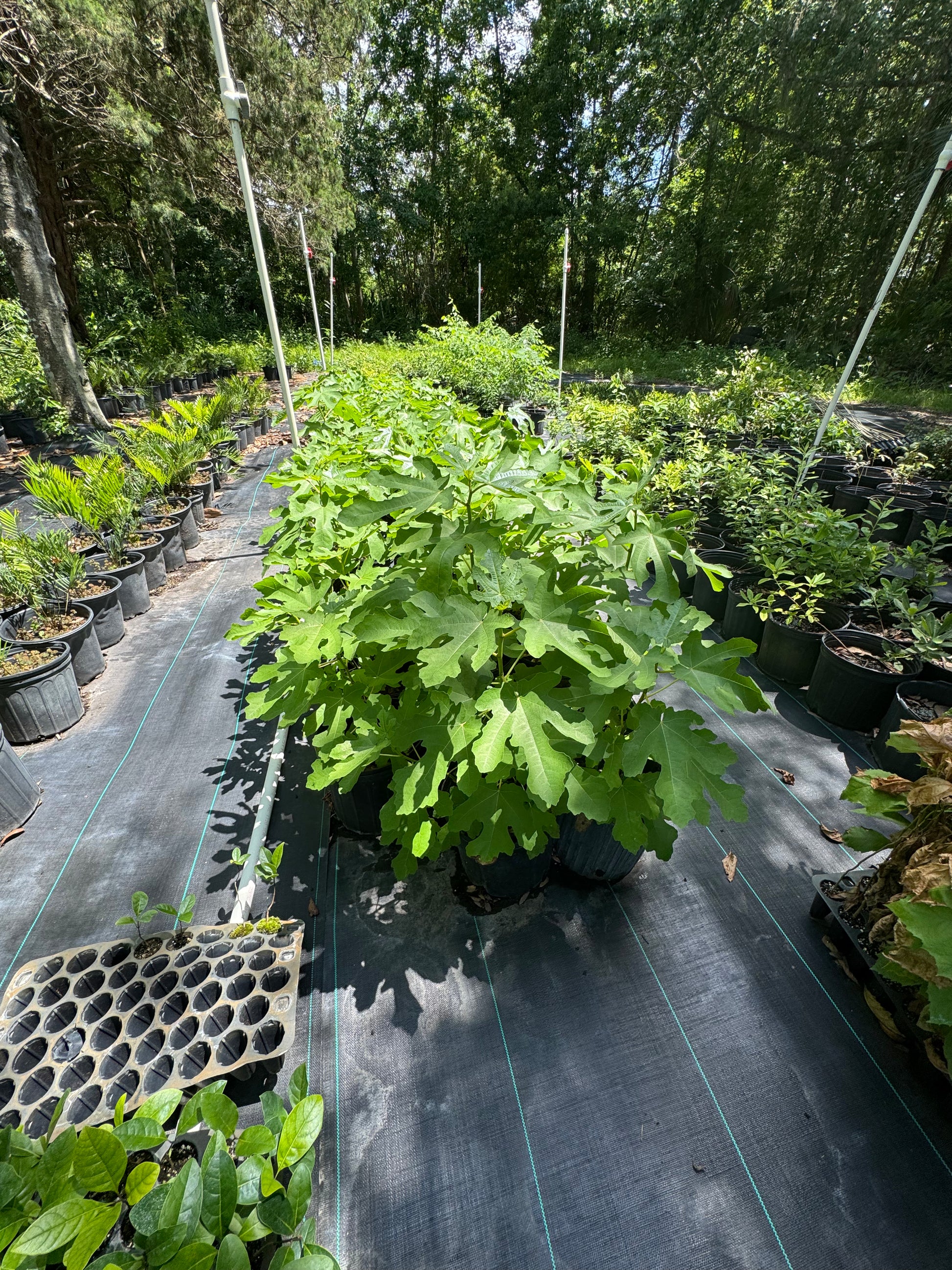 Fig Celeste 3 Gallon (Ficus carica ‘Celeste’)