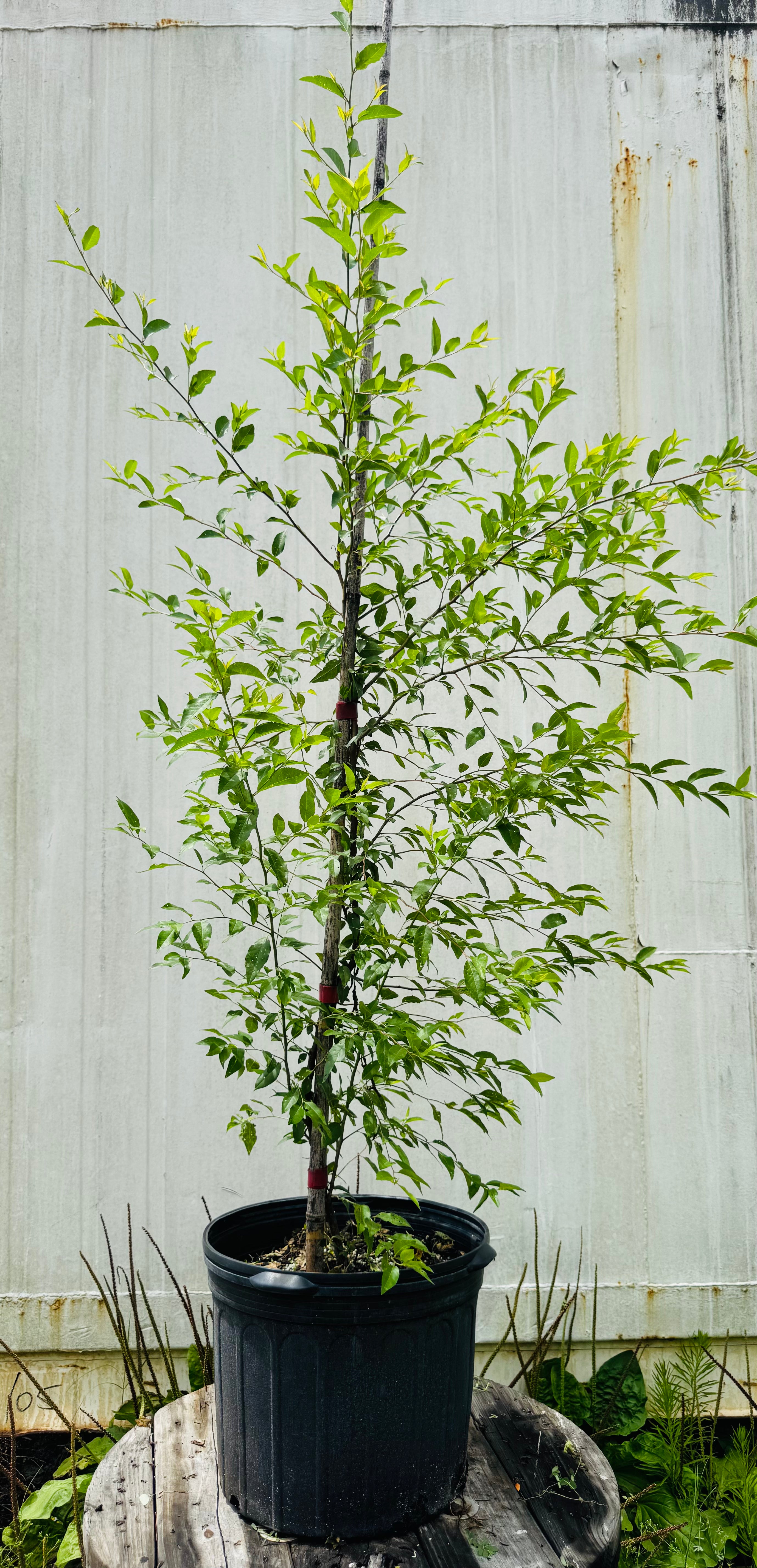 Flatwood Plum (Prunus umbellata) 7-8 FT