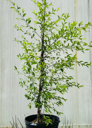 Flatwood Plum (Prunus umbellata)