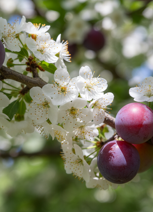 flower and fruit