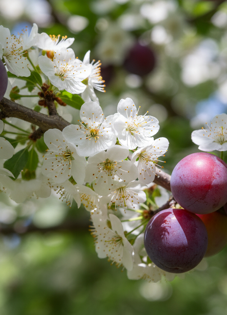 flower and fruit