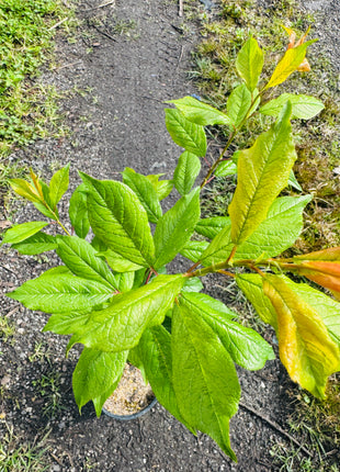 Florida Crest Nectarine (Prunus persica ‘Florida Crest’)