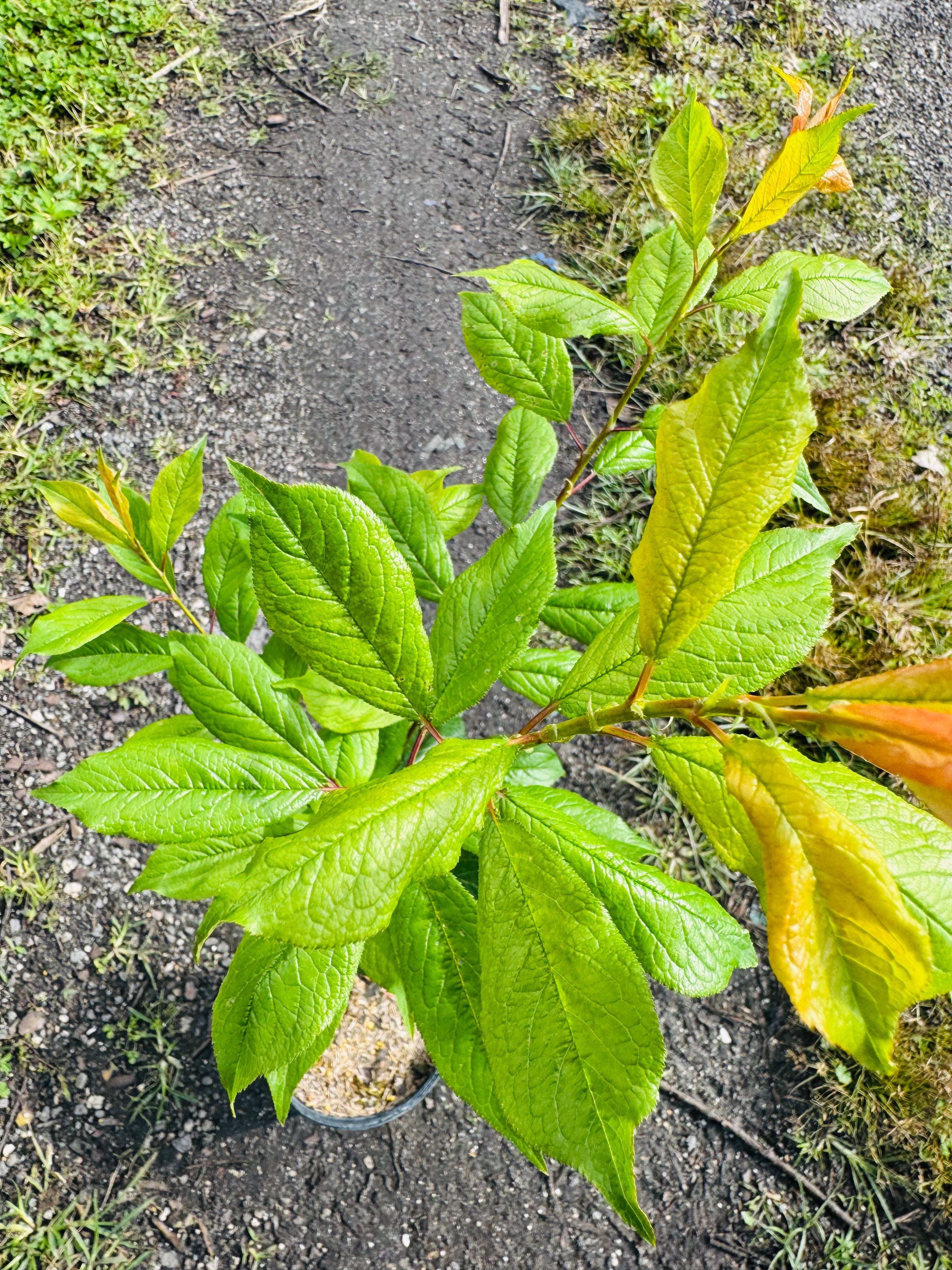 Sunmist Nectarine (Prunus persica var. nucipersica)