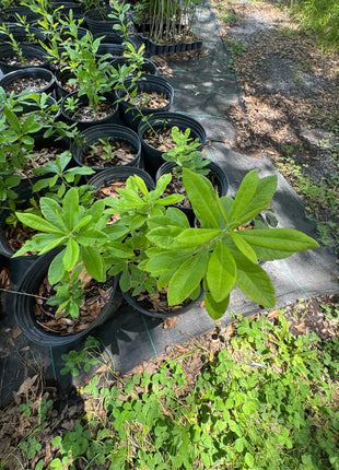 Native Azalea (Rhododendron canescens)