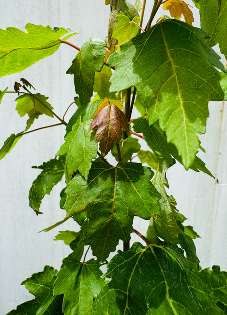 Florida Flame Maple (Acer Rubrum)