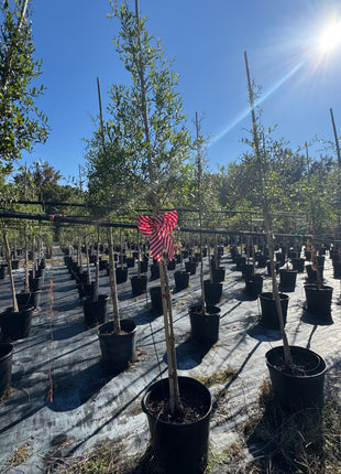 Florida Privet (Forestiera Segregata)
