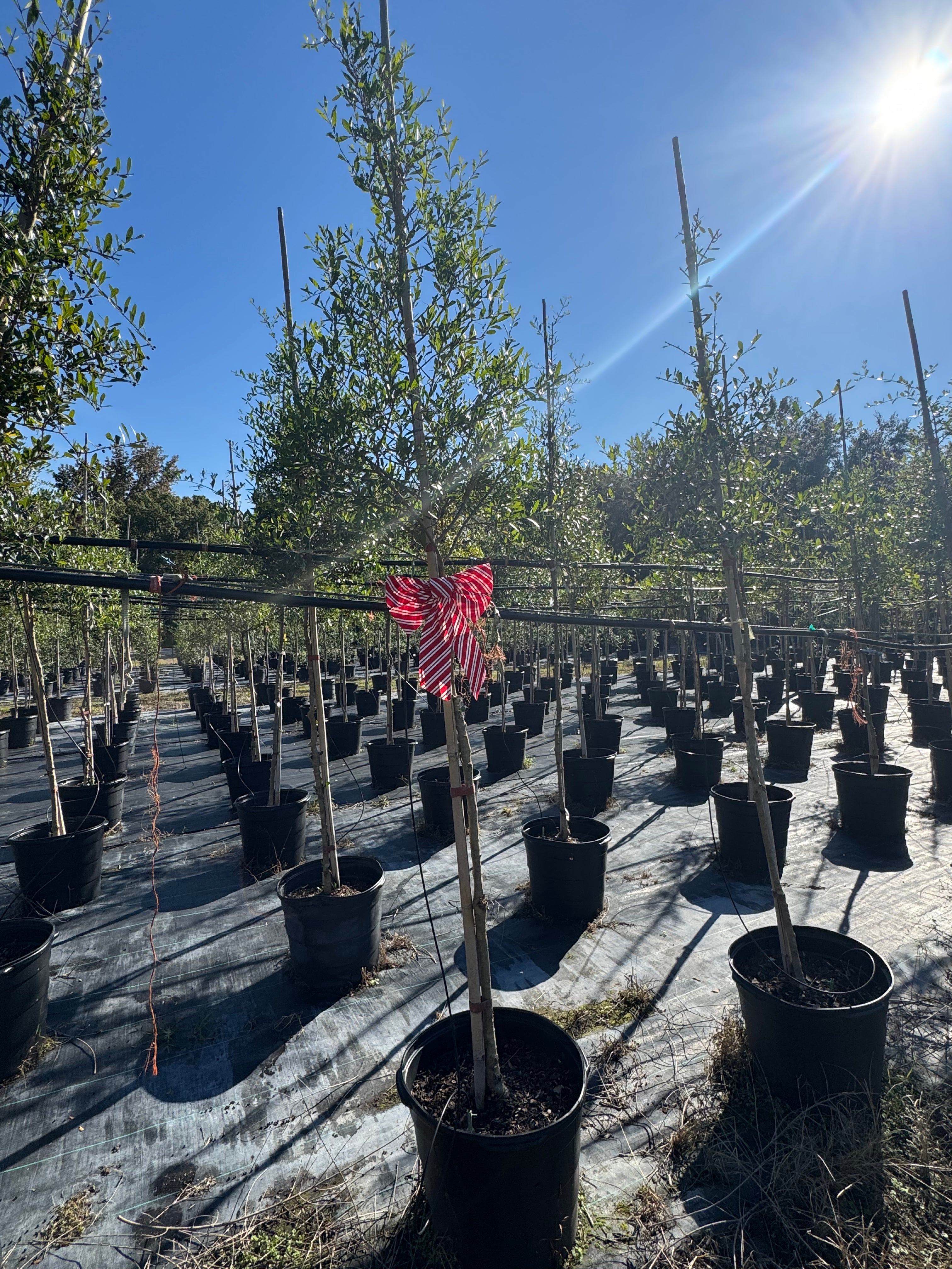 Florida Privet (Forestiera Segregata) 6-9FT