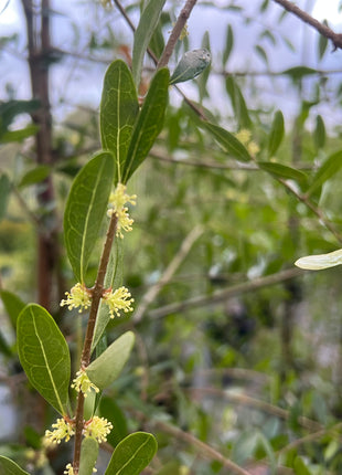 Florida Privet Flowing Well Tree Farm