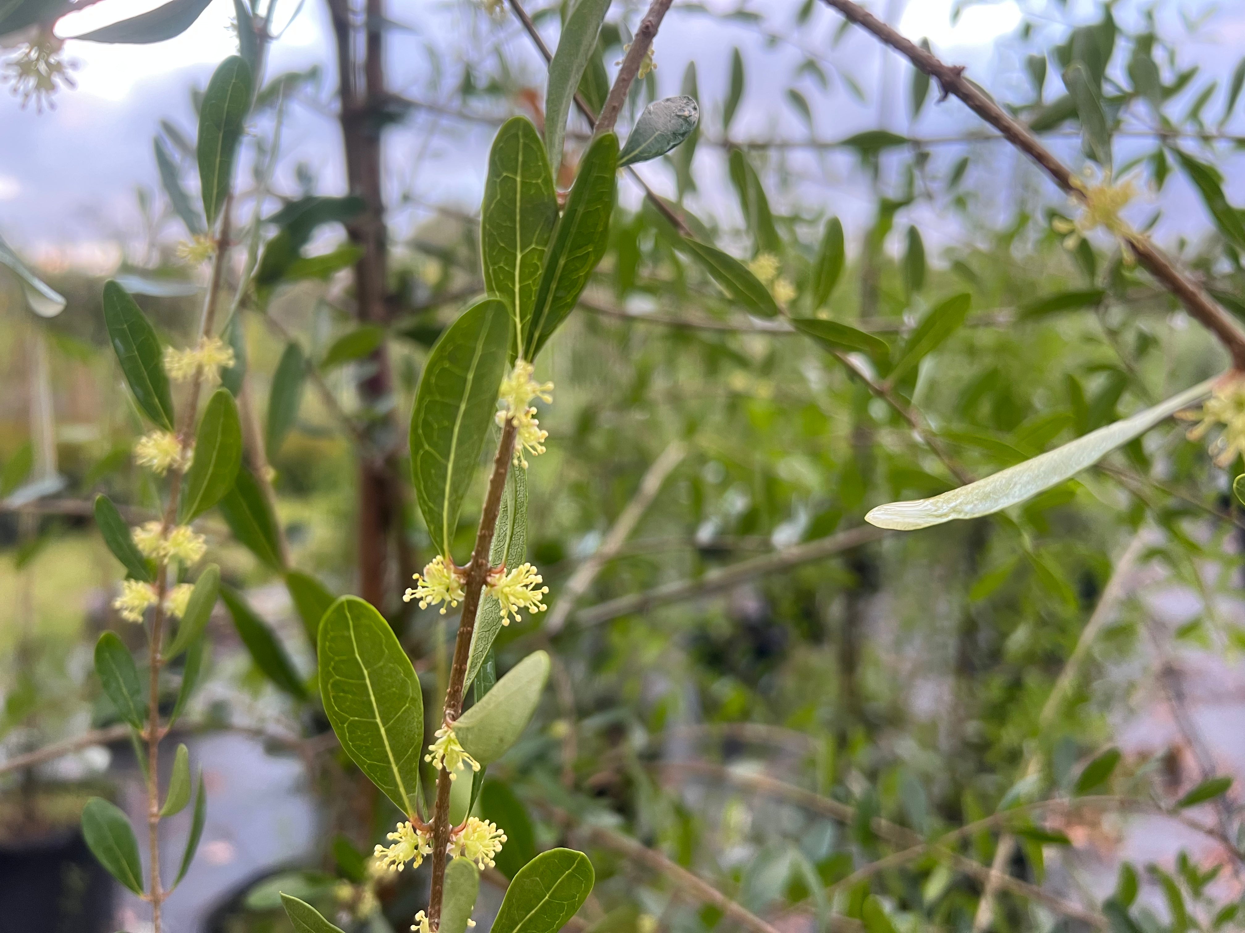 Florida Privet Flowing Well Tree Farm thumbnail
