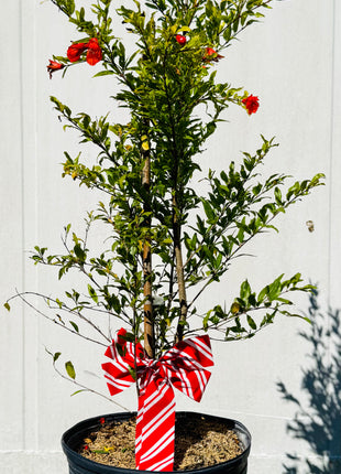 Dwarf Pomegranate (Punica Granatum Var. Nana)