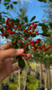 <h1>Father's Day Tree Give-Away</h1>