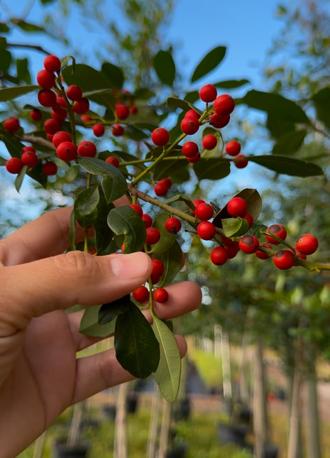 Eagleston Holly (Ilex X Attenuata)