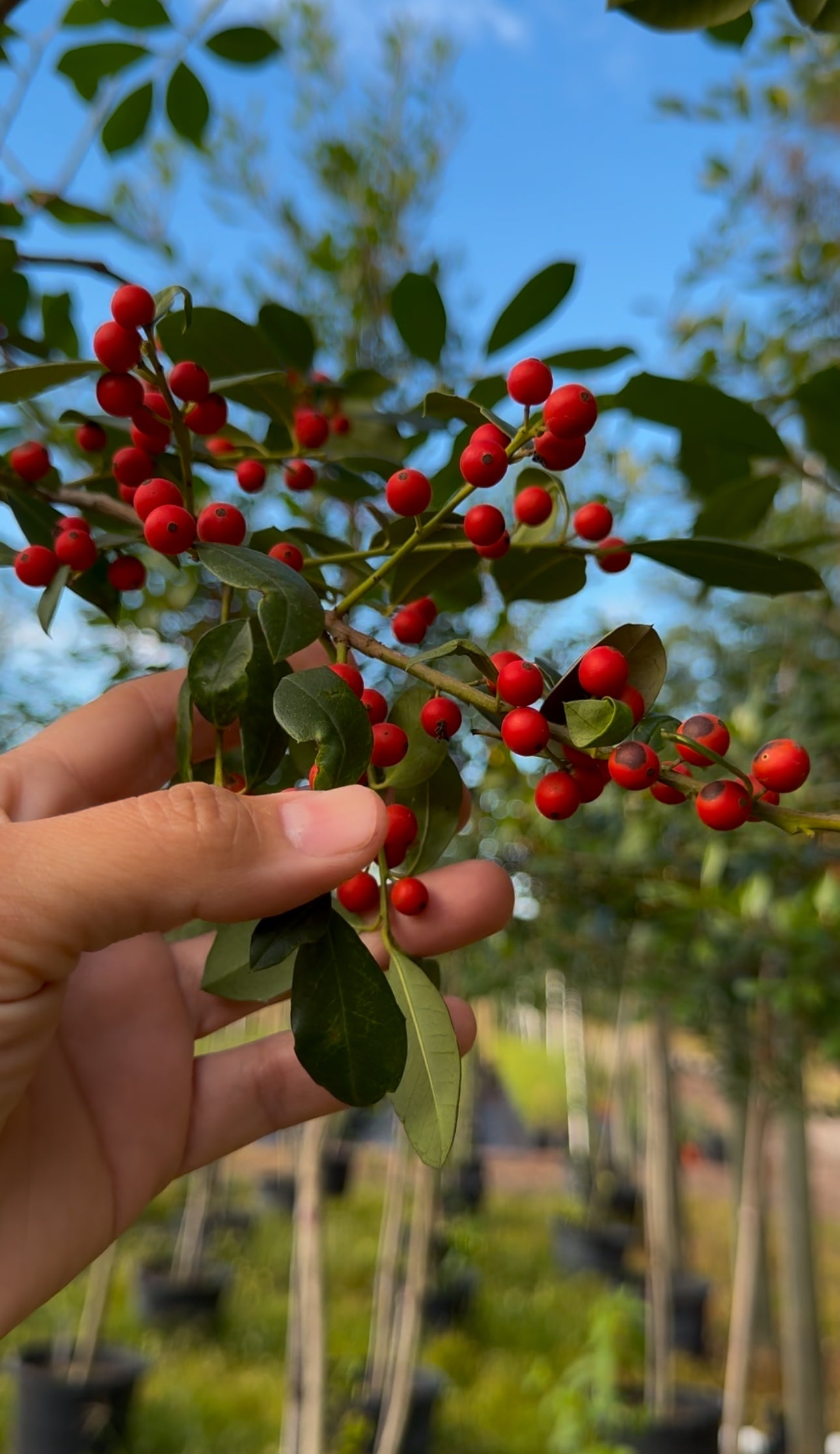Eagleston Holly (Ilex X Attenuata)