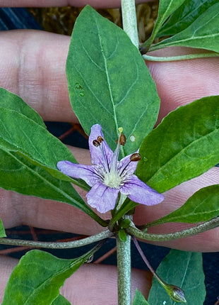 Hand holding a small purple flower with green leaves