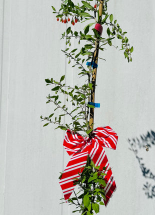 Potted plant with a red and white striped bow against a white wall.