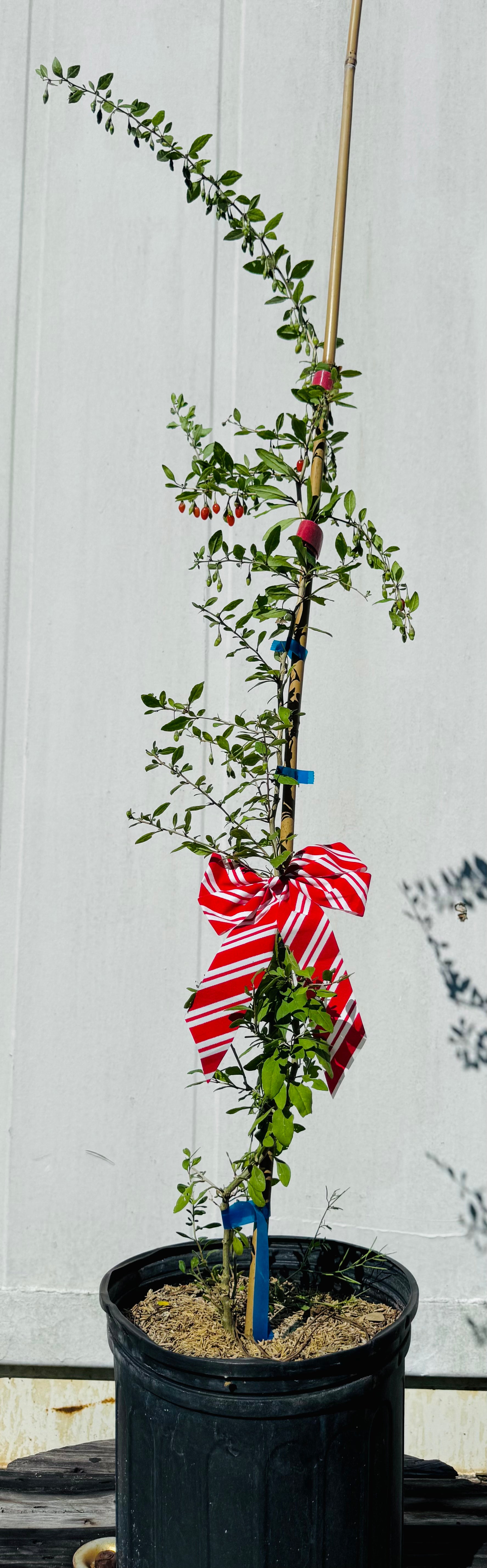 Potted plant with a red and white striped bow against a white wall.