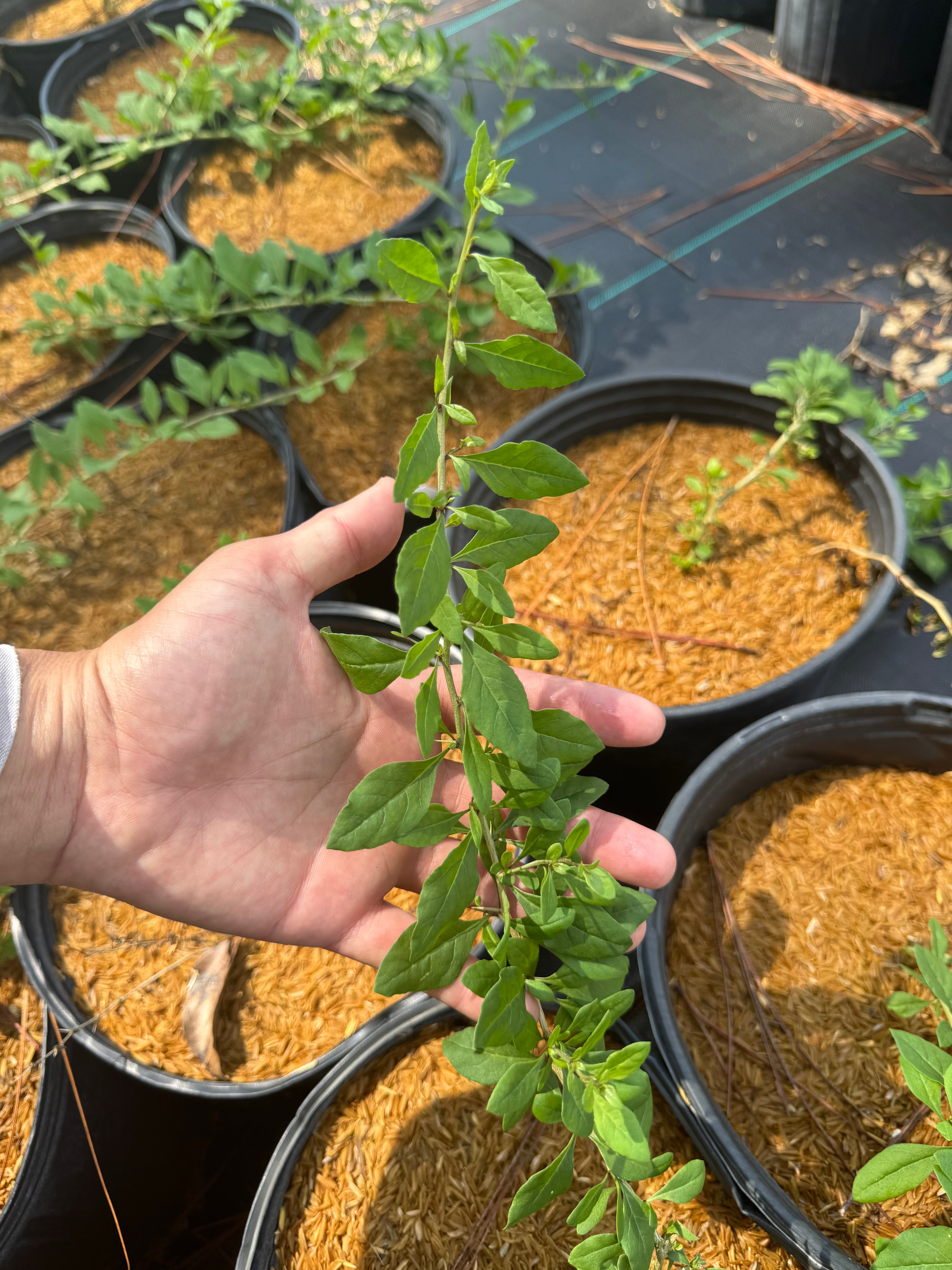 Hand holding a young plant over pots of soil with more plants in the background