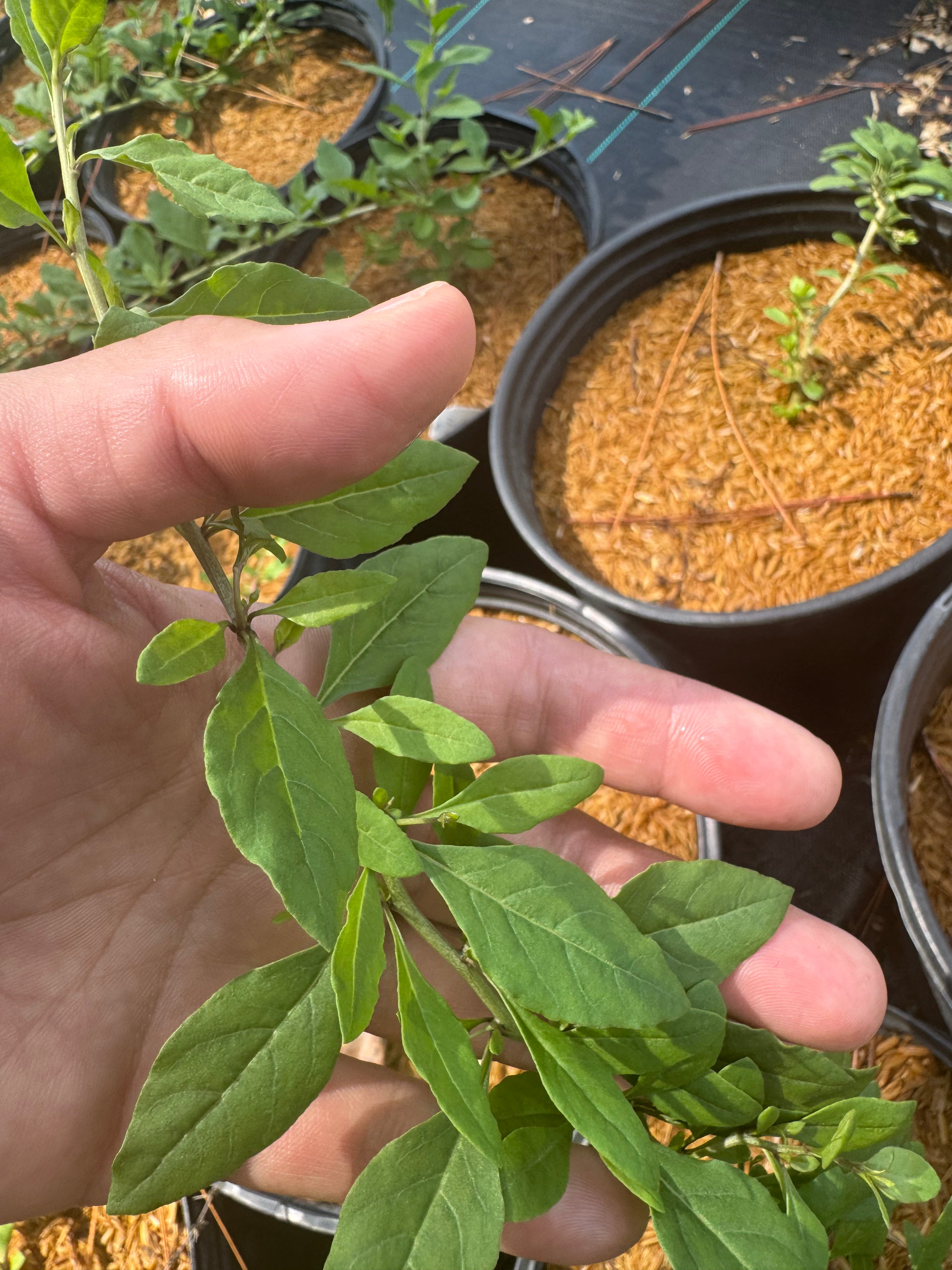 Hand holding a leafy green plant with potted plants in the background