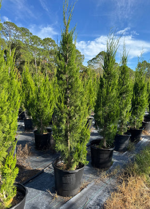 Potted conifer trees in a nursery setting with a clear blue sky.