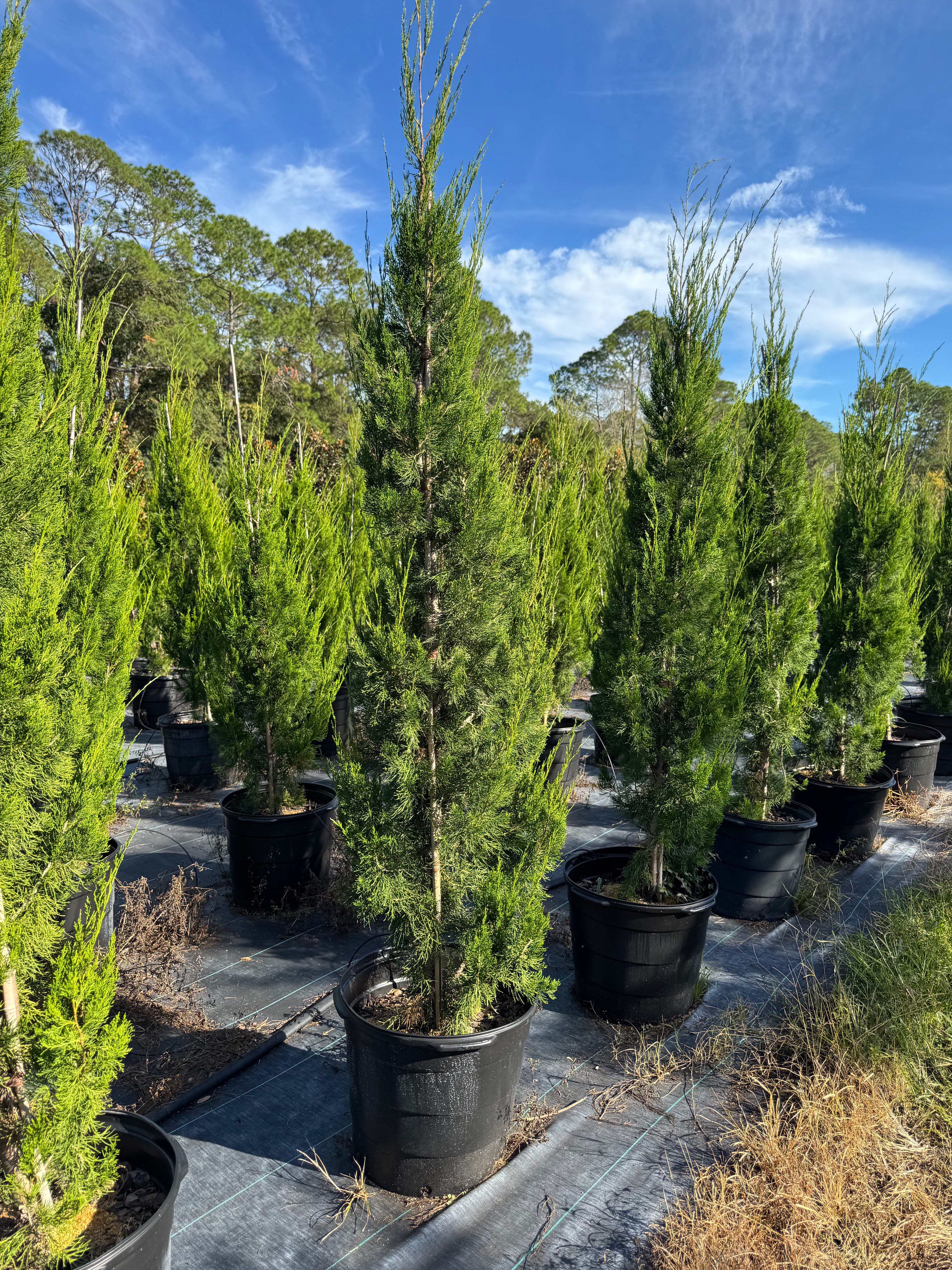 Potted conifer trees in a nursery setting with a clear blue sky.