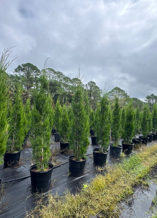 Row of potted trees on a farm with a cloudy sky.