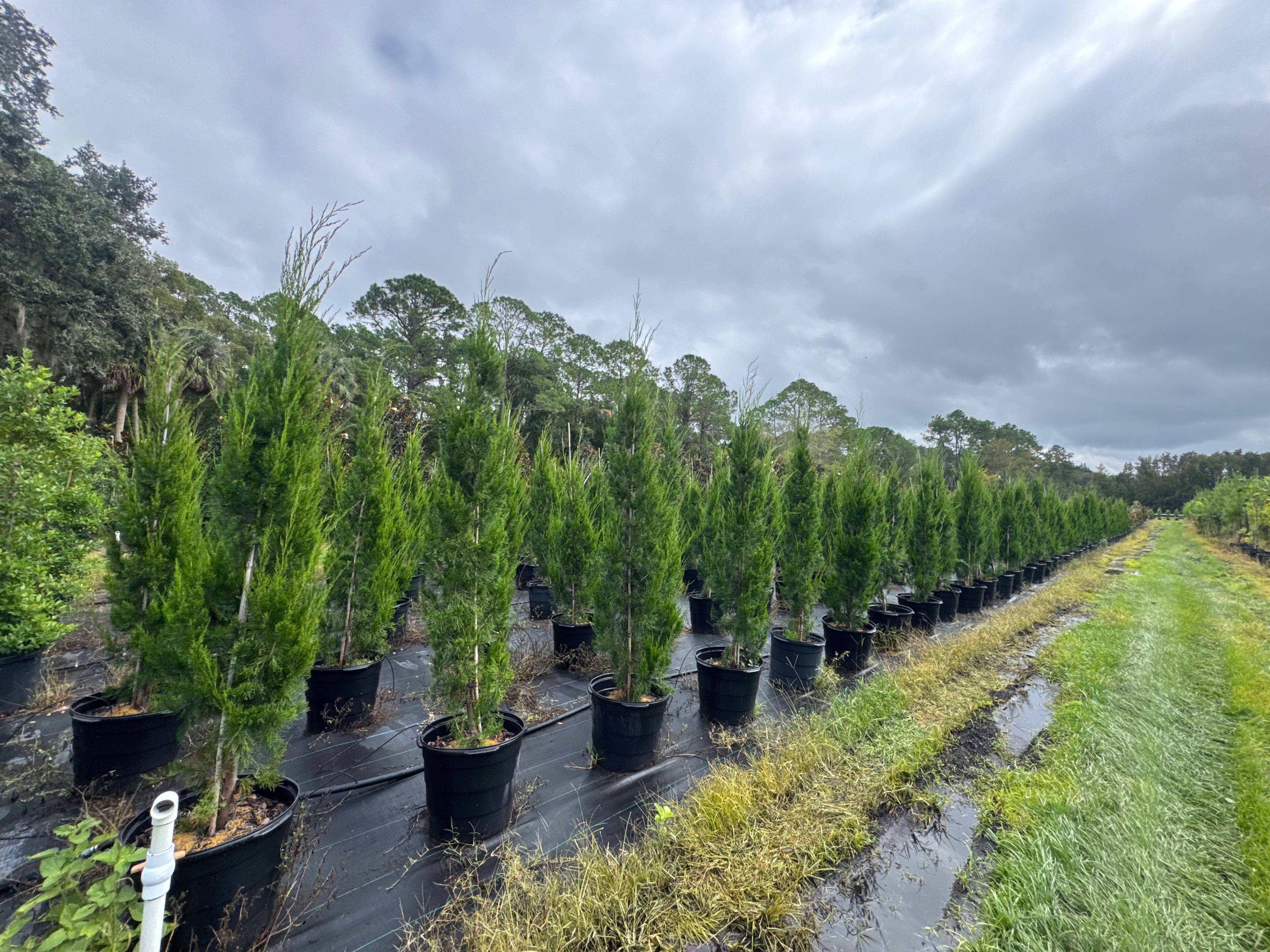Row of potted trees on a farm with a cloudy sky.
