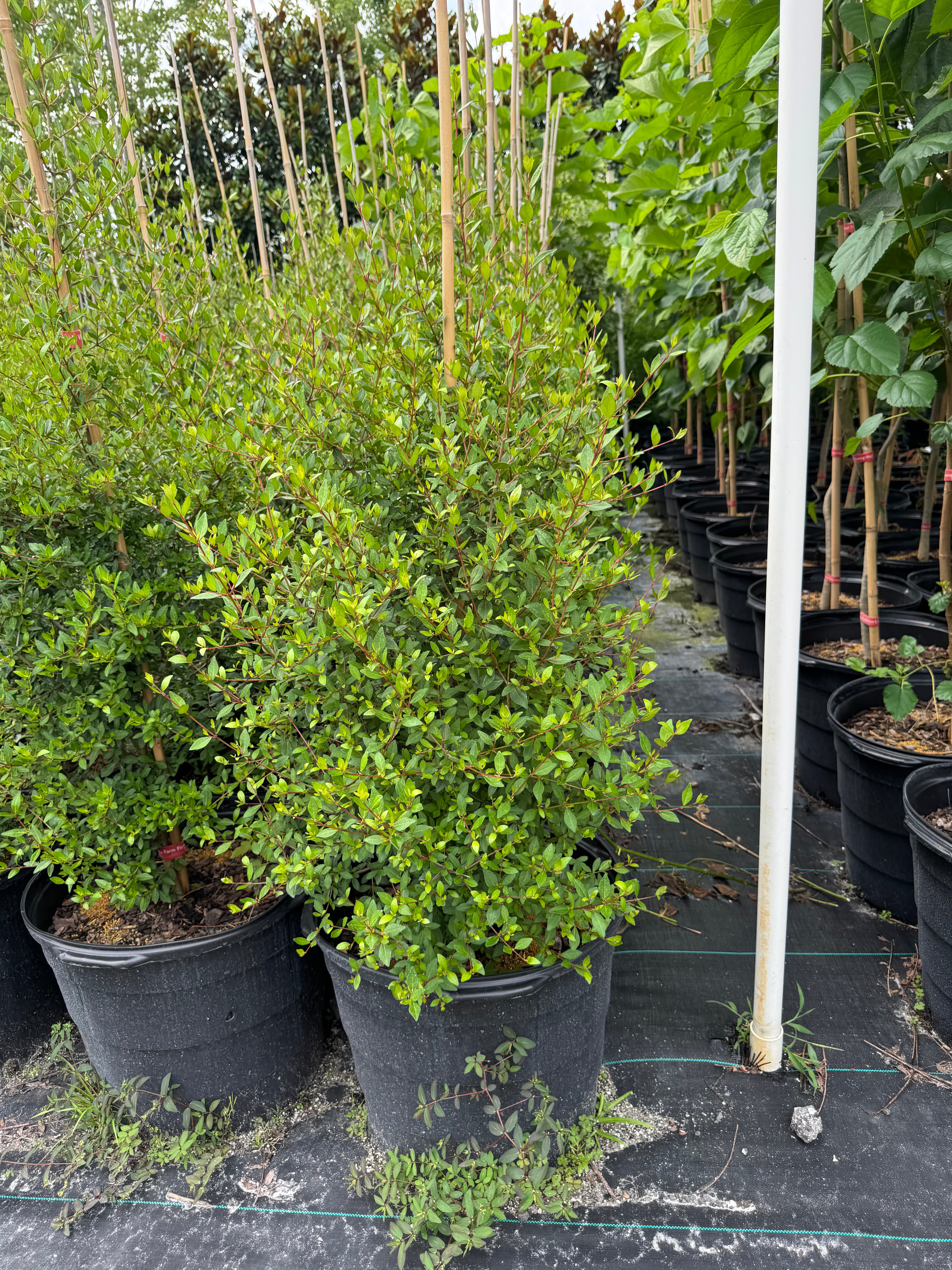Potted plants in a nursery setting with green foliage and black pots.