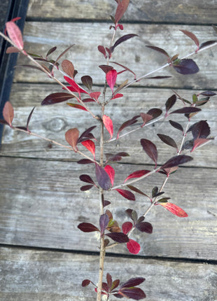 A young Native Viburnum shrub with green leaves that are turning red, pot-grown and displayed against a wooden background.