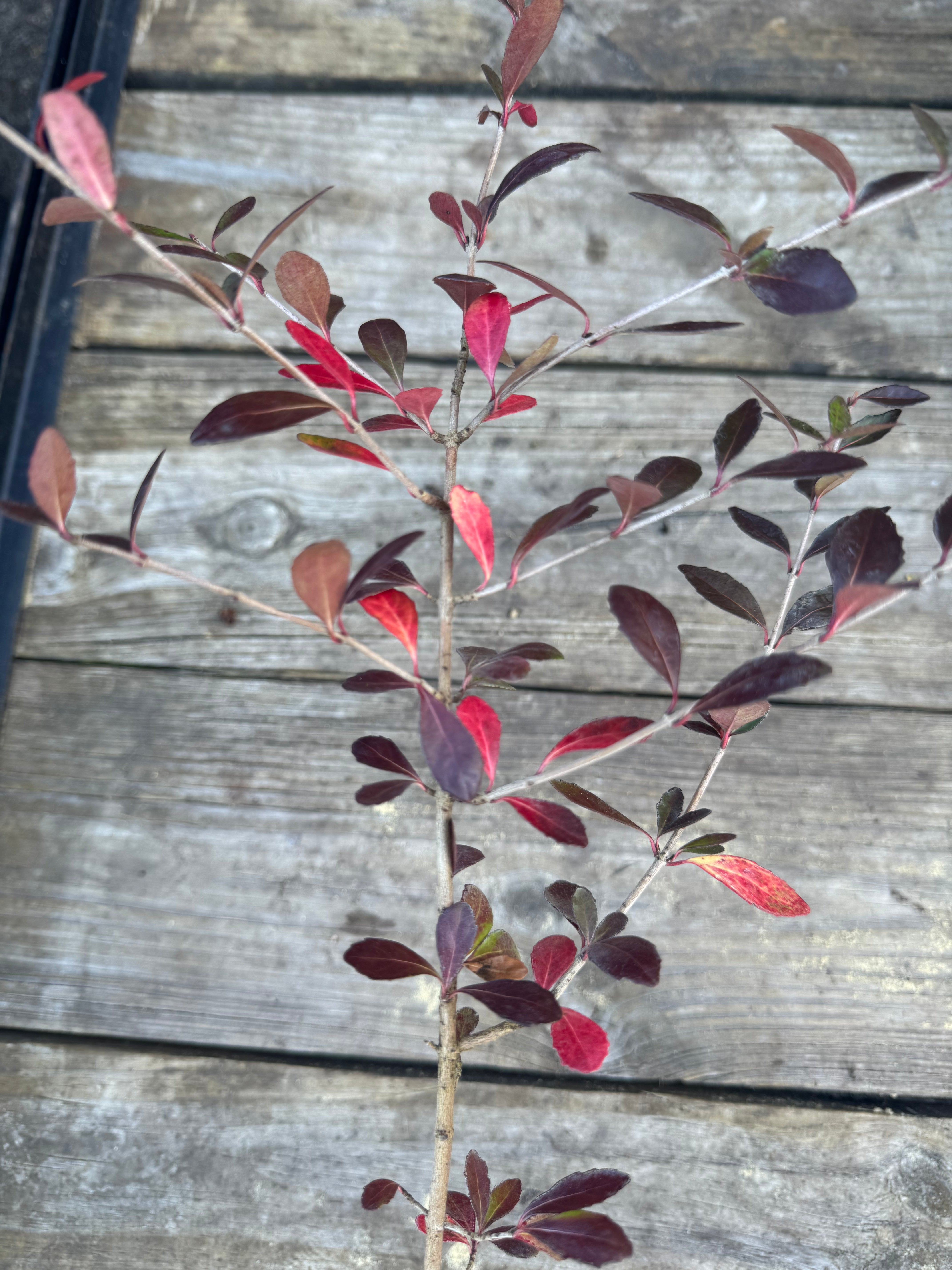 A young Native Viburnum shrub with green leaves that are turning red, pot-grown and displayed against a wooden background.