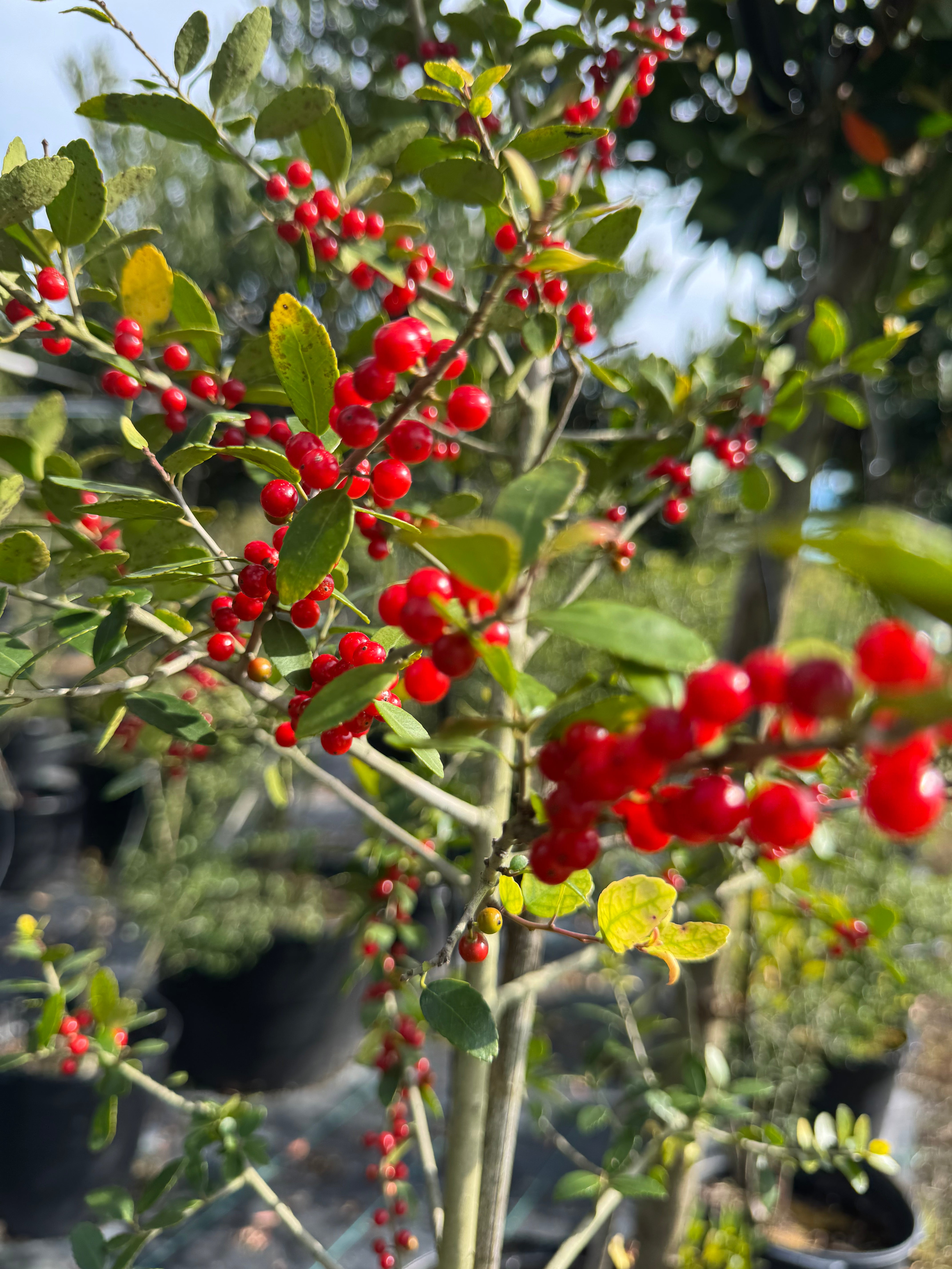Red berries on a tree with green leaves in an outdoor setting